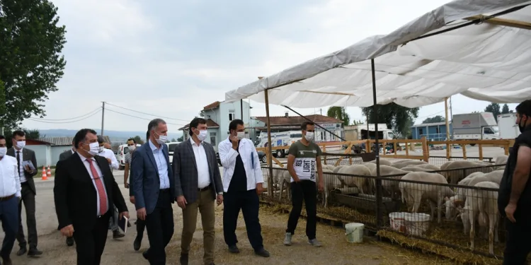 Bursa İnegöl Hayvan Pazarı’ndan hareketlilik başladı