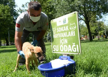 Sokak hayvanları için ‘Bir Kap Can Suyu’