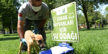 Sokak hayvanları için ‘Bir Kap Can Suyu’