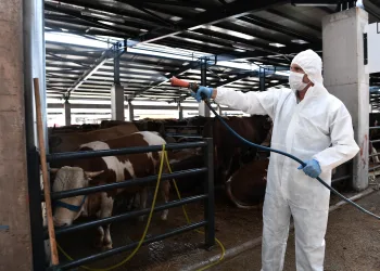 Kurban satış yerleri sineklere karşı ilaçlandı