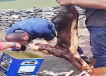 Yeni doğan buzağı hayat öpücüğüyle ölümden döndü