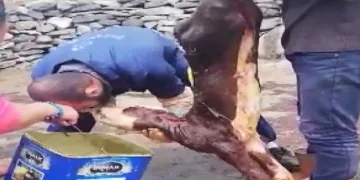 Yeni doğan buzağı hayat öpücüğüyle ölümden döndü