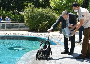 Bursa’da doğan ilk ‘Afrika Pengueni’ne Kılıç adı verildi