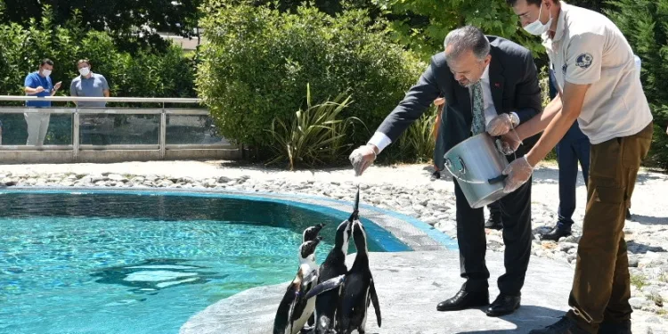 Bursa’da doğan ilk ‘Afrika Pengueni’ne Kılıç adı verildi