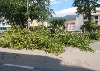 Gemlik’te tarihi çınar ağacı devrildi