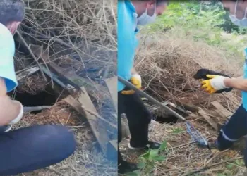 Bursa’da foseptik çukuruna düşen köpekler kurtarıldı