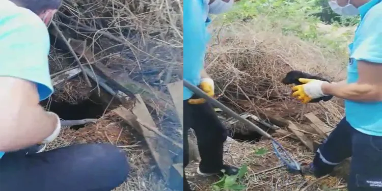 Bursa’da foseptik çukuruna düşen köpekler kurtarıldı