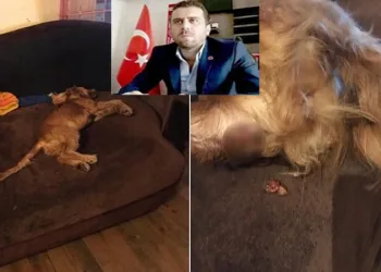 Ankara’da köpeğe tecavüz iddiası! Komşuya emanet etti, sonrası iğrenç!