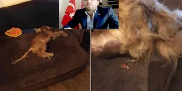 Ankara’da köpeğe tecavüz iddiası! Komşuya emanet etti, sonrası iğrenç!