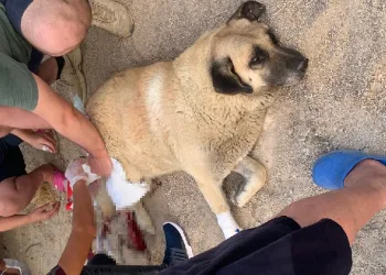 Havladı diye köpeği bıçakladı