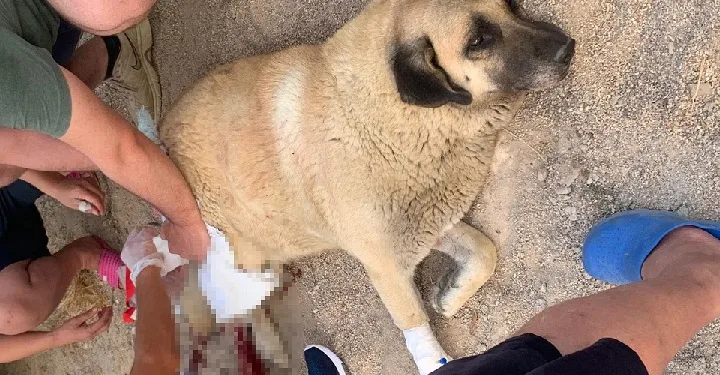 Havladı diye köpeği bıçakladı