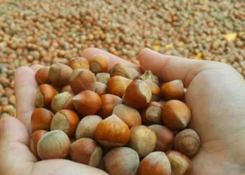 Fındık fiyatları belli oldu