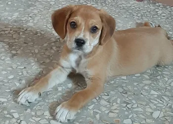 Bursa’da köpek hırsızlığı kamerada