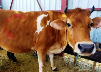 Bursa’da gövdesinde ay yıldız bulunan kurbanlık satıldı