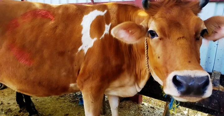 Bursa’da gövdesinde ay yıldız bulunan kurbanlık satıldı