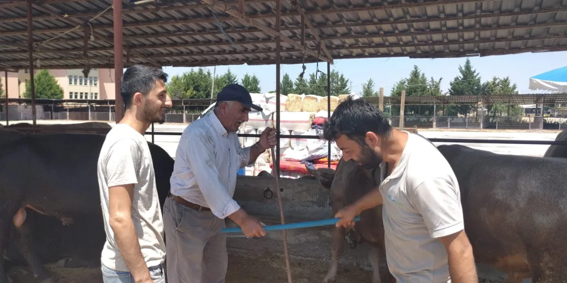 Kurban pazarlarında değnekli pazarlık