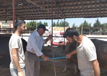 Kurban pazarlarında değnekli pazarlık