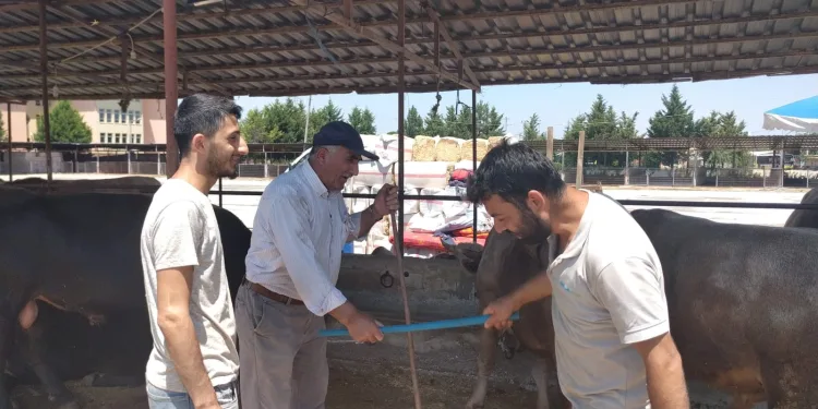 Kurban pazarlarında değnekli pazarlık