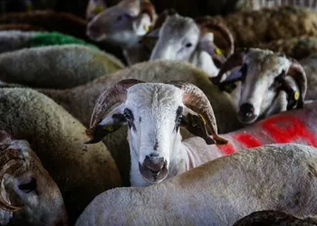 Kurban bağışı fiyatları ne kadar?