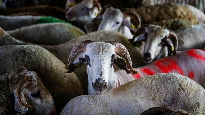 Kurban bağışı fiyatları ne kadar?