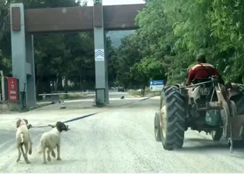 Yaptığı işkenceyi savundu: Her gün böyle gidiyorlar