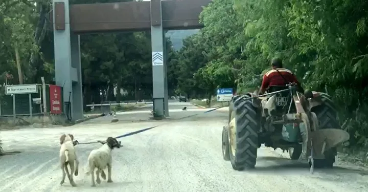 Yaptığı işkenceyi savundu: Her gün böyle gidiyorlar