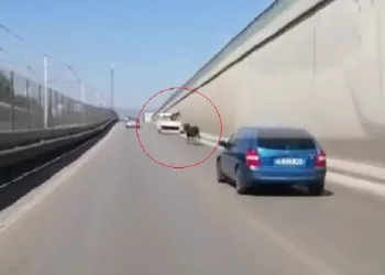 Bursa’da kaçan boğa ana caddeye girince ortalık karıştı