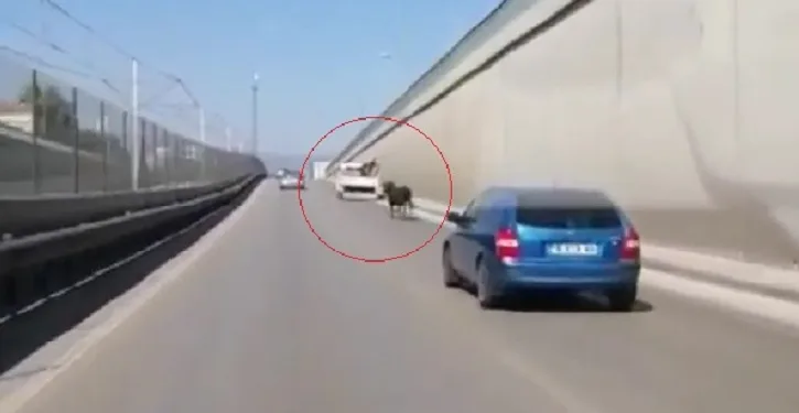 Bursa’da kaçan boğa ana caddeye girince ortalık karıştı
