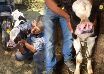 Konya’da 4 burun deliği olan buzağı doğdu