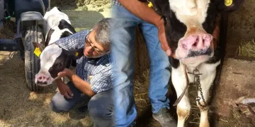 Konya’da 4 burun deliği olan buzağı doğdu