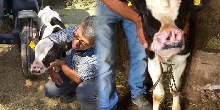 Konya’da 4 burun deliği olan buzağı doğdu