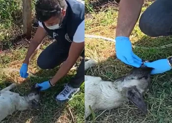 Sıcaktan baygınlık geçiren köpeğin yardımına polis yetişti