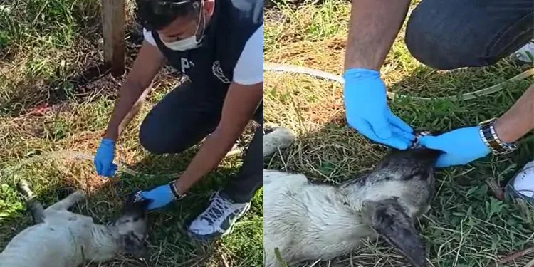 Sıcaktan baygınlık geçiren köpeğin yardımına polis yetişti