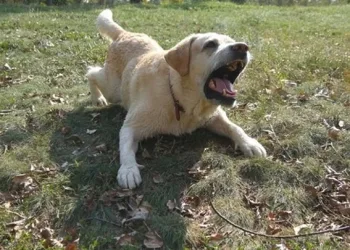 İkiz bebekler köpek saldırısında öldü