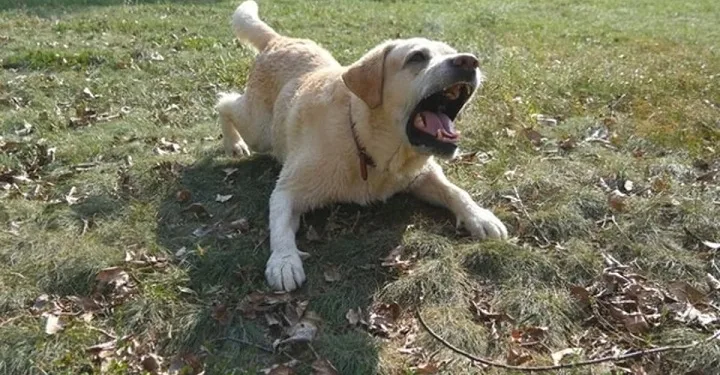 İkiz bebekler köpek saldırısında öldü