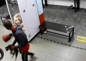 Kedileri çamaşır makinesine atarak öldürdü