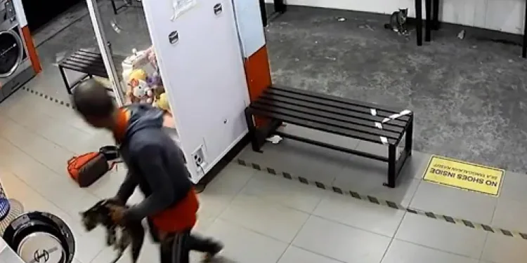Kedileri çamaşır makinesine atarak öldürdü