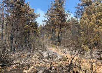 Mangal ateşi 42 dönüm araziyi kül etti
