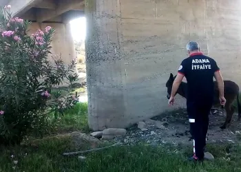 Ayakları bağlanarak ölüme terk edilen eşek kurtarıldı