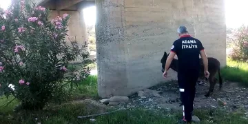 Ayakları bağlanarak ölüme terk edilen eşek kurtarıldı