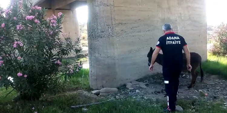 Ayakları bağlanarak ölüme terk edilen eşek kurtarıldı