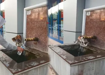 Bursa’da çeşmeden su içen kedi ilgi odağı oldu