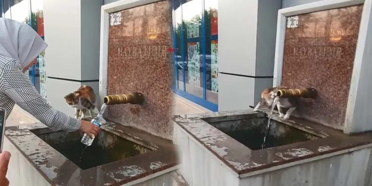 Bursa’da çeşmeden su içen kedi ilgi odağı oldu