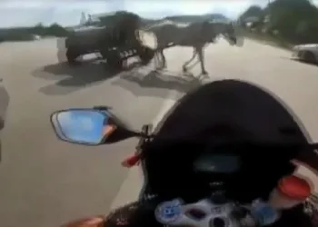 Emniyet şeridinde ilerleyen motosiklet at arabasına böyle çarptı