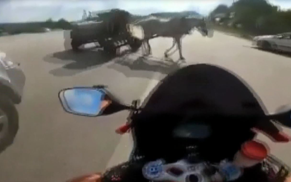 Emniyet şeridinde ilerleyen motosiklet at arabasına böyle çarptı