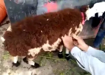 Koyun yünü yapıştırılan keçiyi kurbanlık koyun diye sattılar
