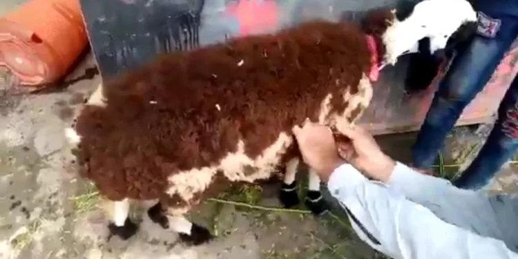 Koyun yünü yapıştırılan keçiyi kurbanlık koyun diye sattılar