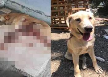 Bıçakla yaraladığı köpeği, serbest kalınca öldürdü