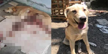 Bıçakla yaraladığı köpeği, serbest kalınca öldürdü