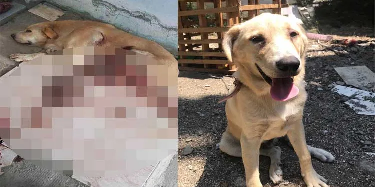 Bıçakla yaraladığı köpeği, serbest kalınca öldürdü